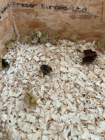Quail chicks