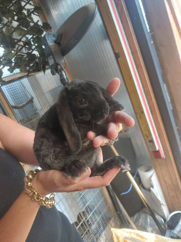 4 doe baby rabbits