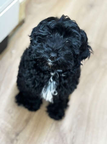 F1b female cockapoo only to loving home
