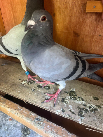 Very nice and very good quality young racing pigeons