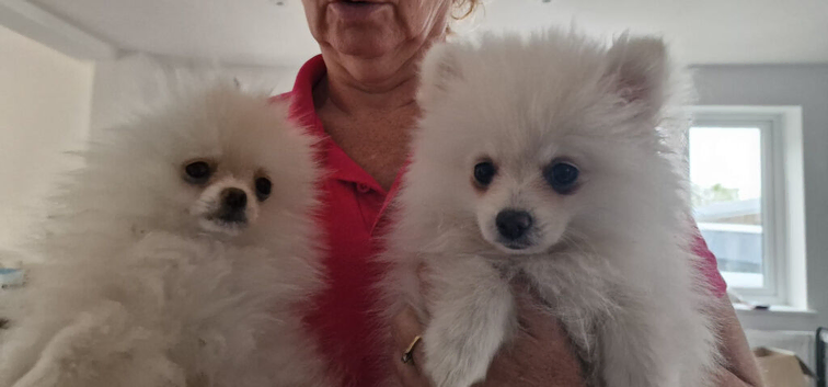 Pomeranian x shitzu. Boy. Fully vaccinated. Ready to go