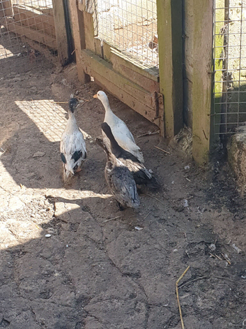 Call ducks