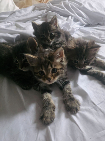 Mixed breed Norwegian forest and tabby
