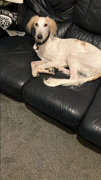 4 year old Saluki storm