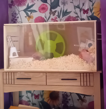 Syrian hamster