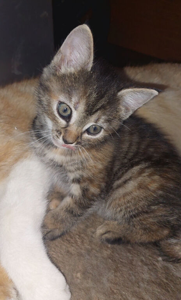 3 kittens