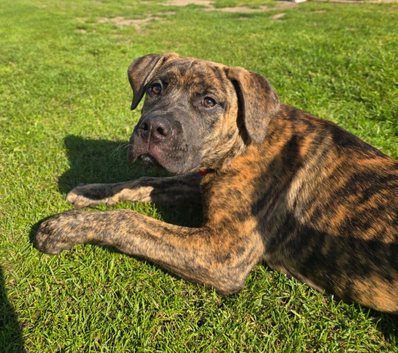 3 presa pups looking for there forever home