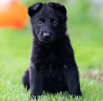 Health Tested Czech German Shepherd Puppies