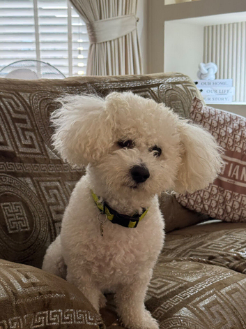 Teddy bichon frise for stud