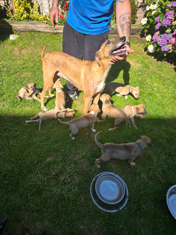 Lurcher pups for sale