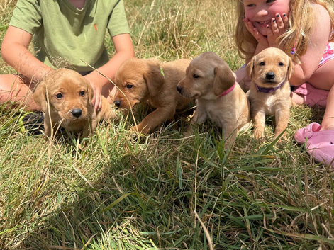 Gorgeous fox red and yellow Labrador puppies