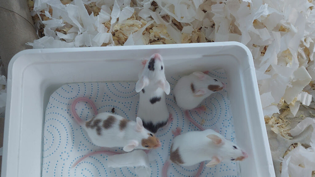 Fancy Mice - red brokens & agouti brokens. Males only.
