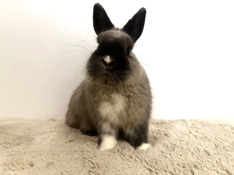 Netherland dwarf male rabbit