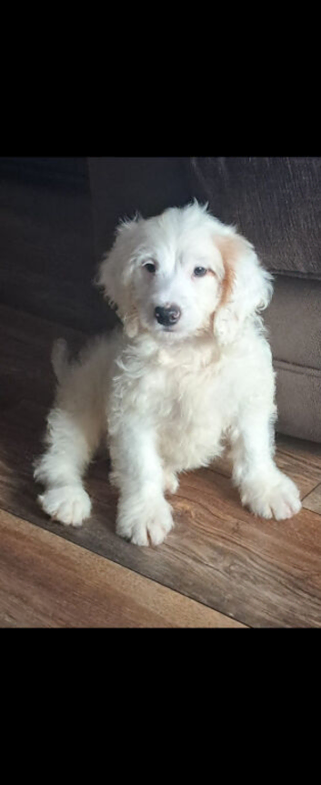 Cockapoo puppy's