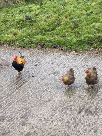 Patrdige wyandotte chicks