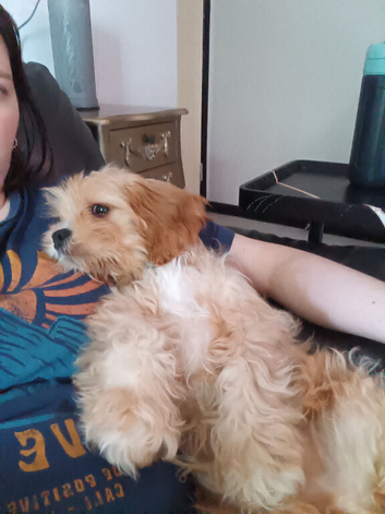 Male Cava Tzu Puppy