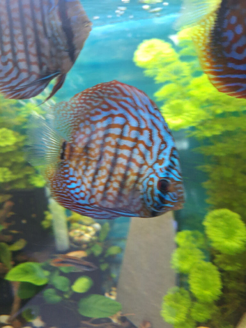 Discus for rehoming