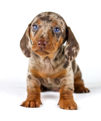 Quality Miniature Dachshunds