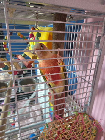 Hand tame pineapple conure