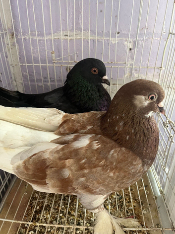 2 pairs of tumblers, pair of nun pigeons, male nun pigeon