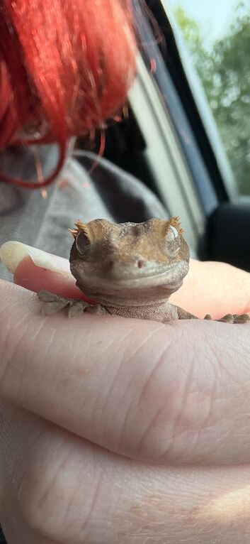 Juvenile crested gecko with set up