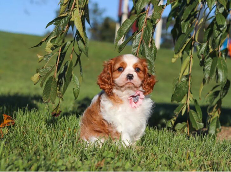 Cavalier King Charles Spaniel Pups