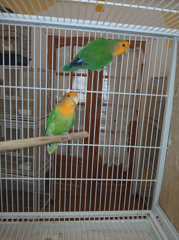 Lovebird pairs &pound;50 per pair