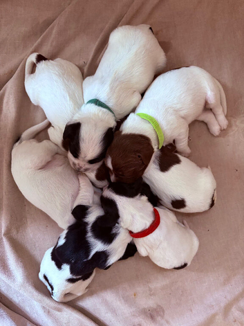 Sprocker puppies