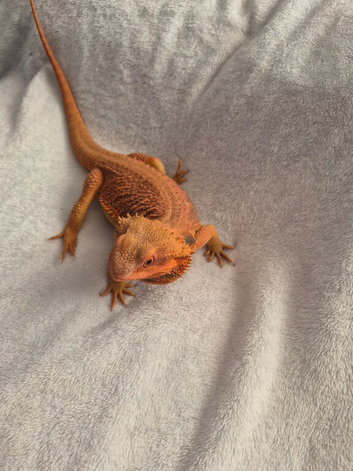 Male bearded dragon and setup