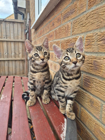 TICA Registered Bengal Kittens &ndash; 1 Girl & 1 Boy Available for reservation now. ️