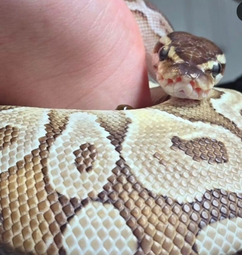 Ball python