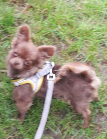 Male chocolate fluffy