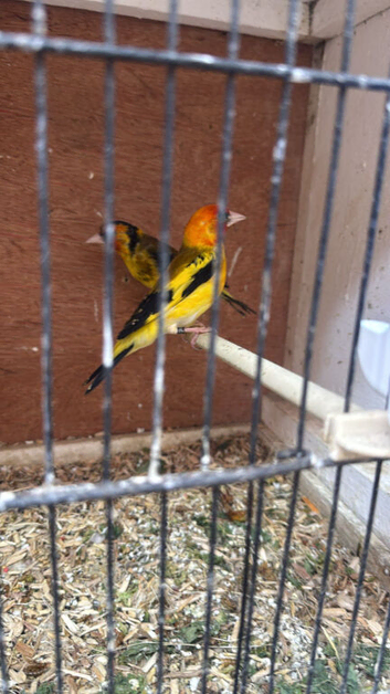Pair of siberian goldfinches