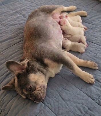 ARE FLUFFY FRENCH BULLDOGS | KC REG | DNA TESTED | 5 GIRLS 1 BOY