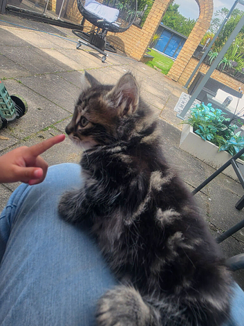 Mixed Maine Coon