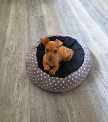 Dachshund &times; chihuahua