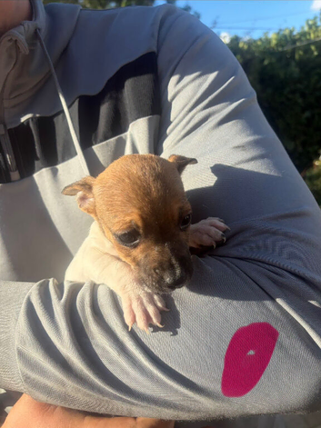 Jack Russel puppies