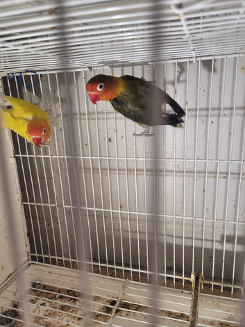 Lovebirds
