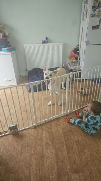 German Shepherd Cross akita