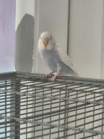 2 baby budgies for sale
