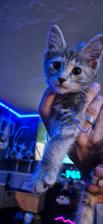 Beautiful maine coon cross kittens
