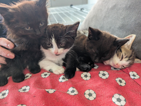 4 kittens for sale