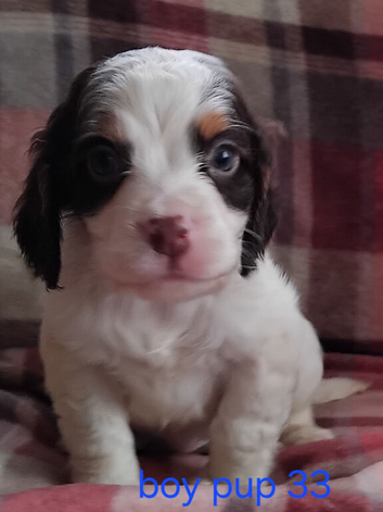 Cocker spaniel