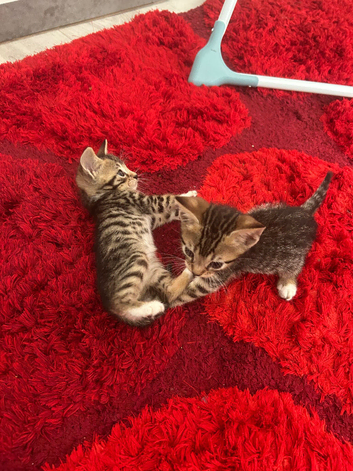 6 beautiful CUTE kittens ready for RE-HOMING