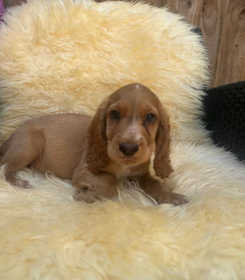 Cocker spaniel puppies