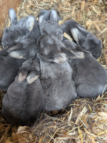 Blue otters mini rex