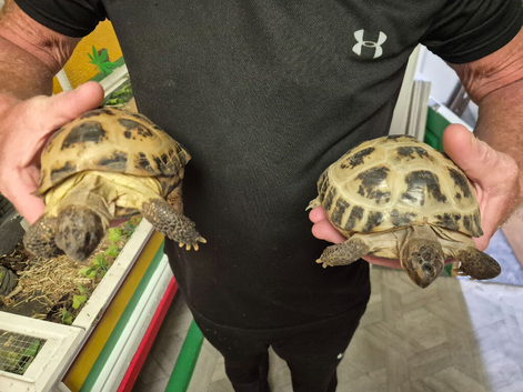2 horsfield tortoises