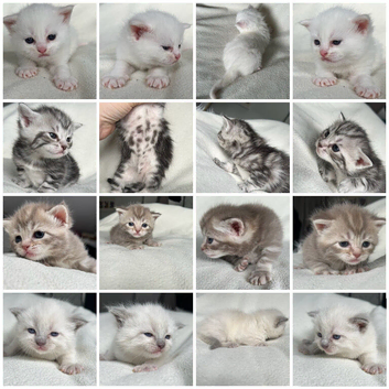 Adorable Norwegian forest kittens