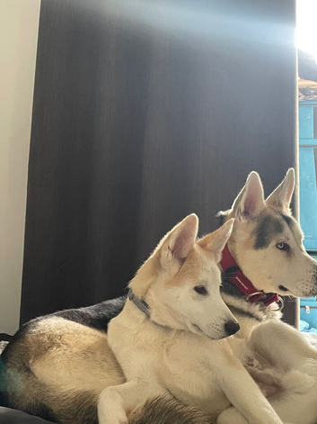 Pure Bred Cream Alaskan Malamute Puppy