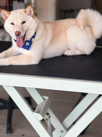Shiba inu